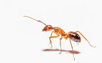 DIY Ant Control: Simple and Effective Solutions for Your Home