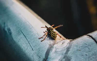 How To Safely Remove Wasp Nests From Your Home In 6 Steps