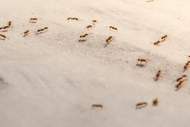 Preventing Ants from Entering Your Home - Tips and Tricks for Effective Prevention