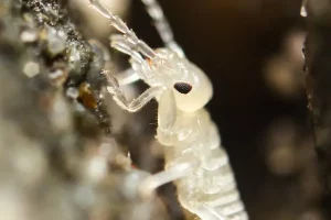 Do I need pest control for earwigs?