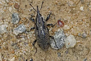 How do you get rid of bill bugs?