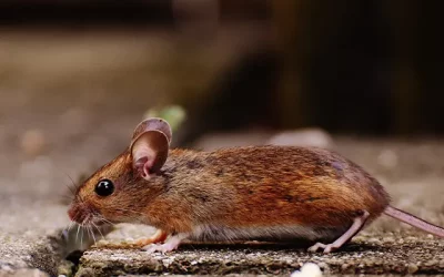 How to Choose the Right Pest Control Professional for Rodent Extermination