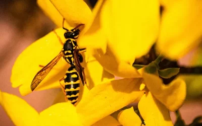 Professional Wasp Control: When to Call an Exterminator