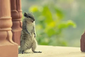 Rodent Behavior and Habits - Understanding Their Behavior and Routines