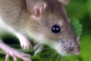 The Myths and Misconceptions of Rodent Control - Separating Fact from Fiction
